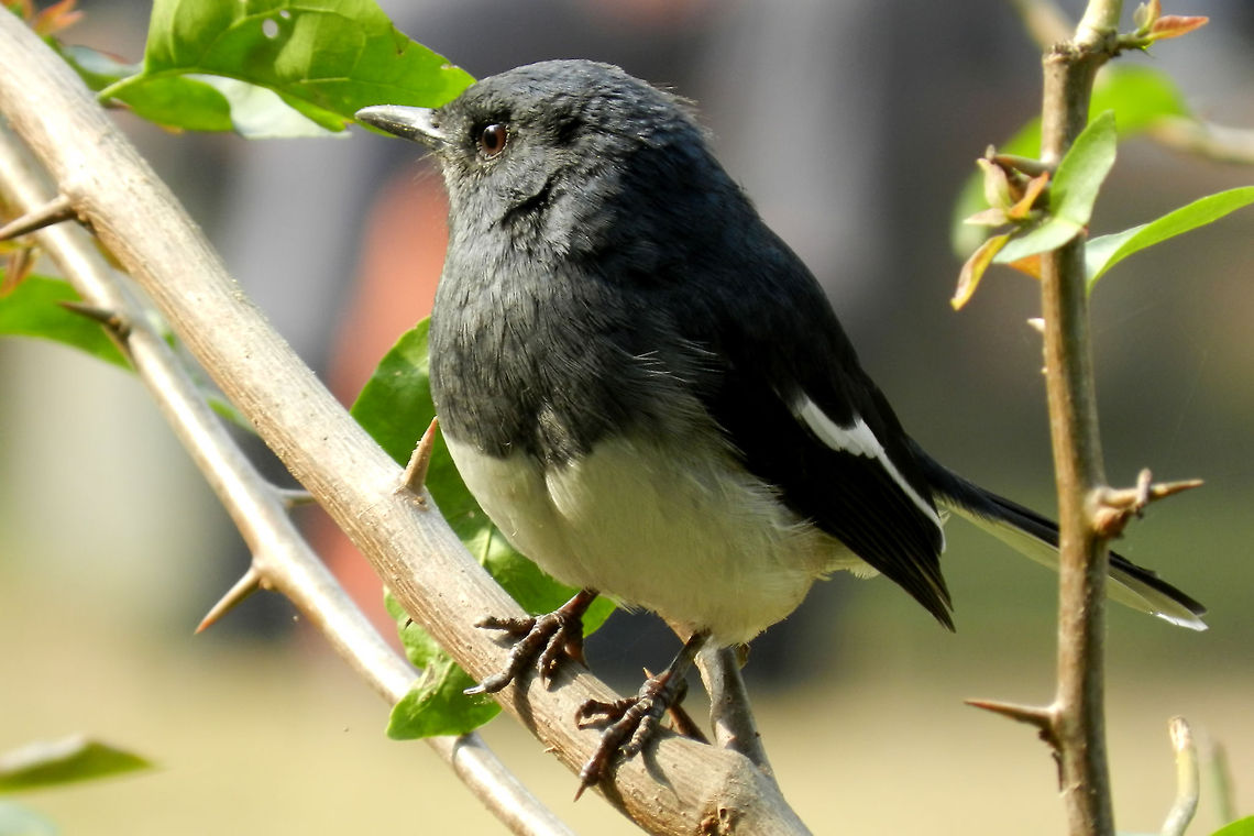 Yes! i'm Posing! An oriental magpie robin! Copsychus saularis,Geotagged,India,Oriental Magpie-Robin