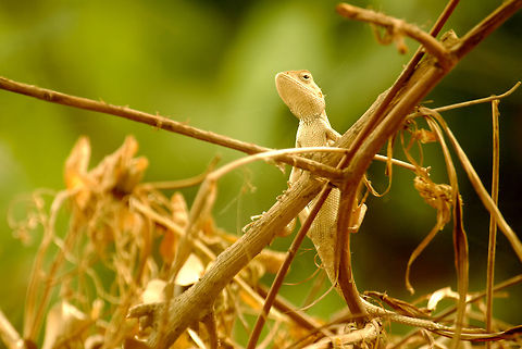 Lizard  Calotes versicolor,Geotagged,India,Oriental Garden Lizard