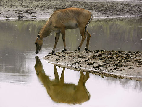 A Nilgai quenching it's thirst.  Boselaphus tragocamelus,Geotagged,India,Nilgai