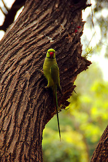 Parakeet  Psittacula krameri,Rose-ringed Parakeet