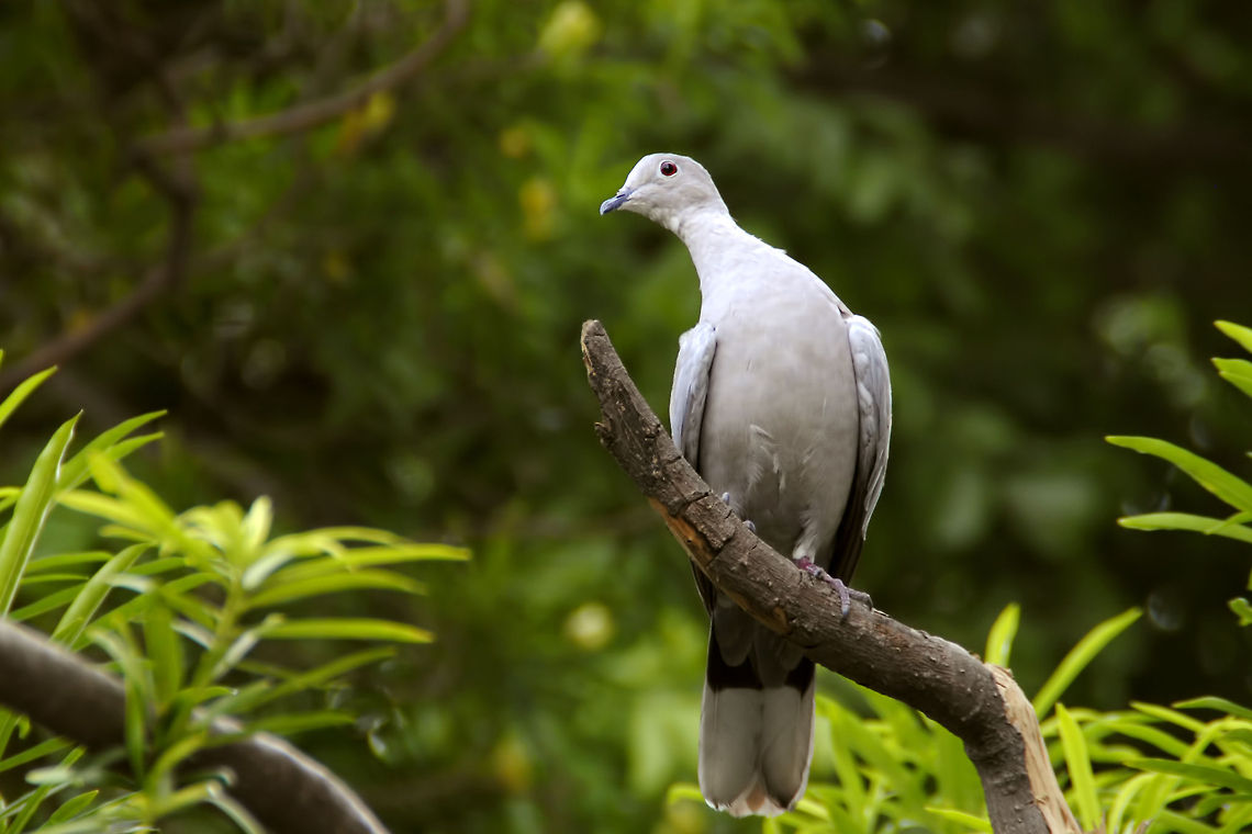 Barbary Dove!  Ringneck Dove,Streptopelia risoria