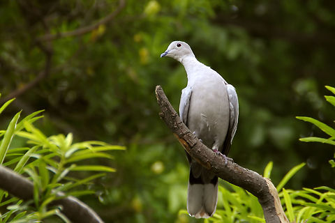 Barbary Dove!  Ringneck Dove,Streptopelia risoria