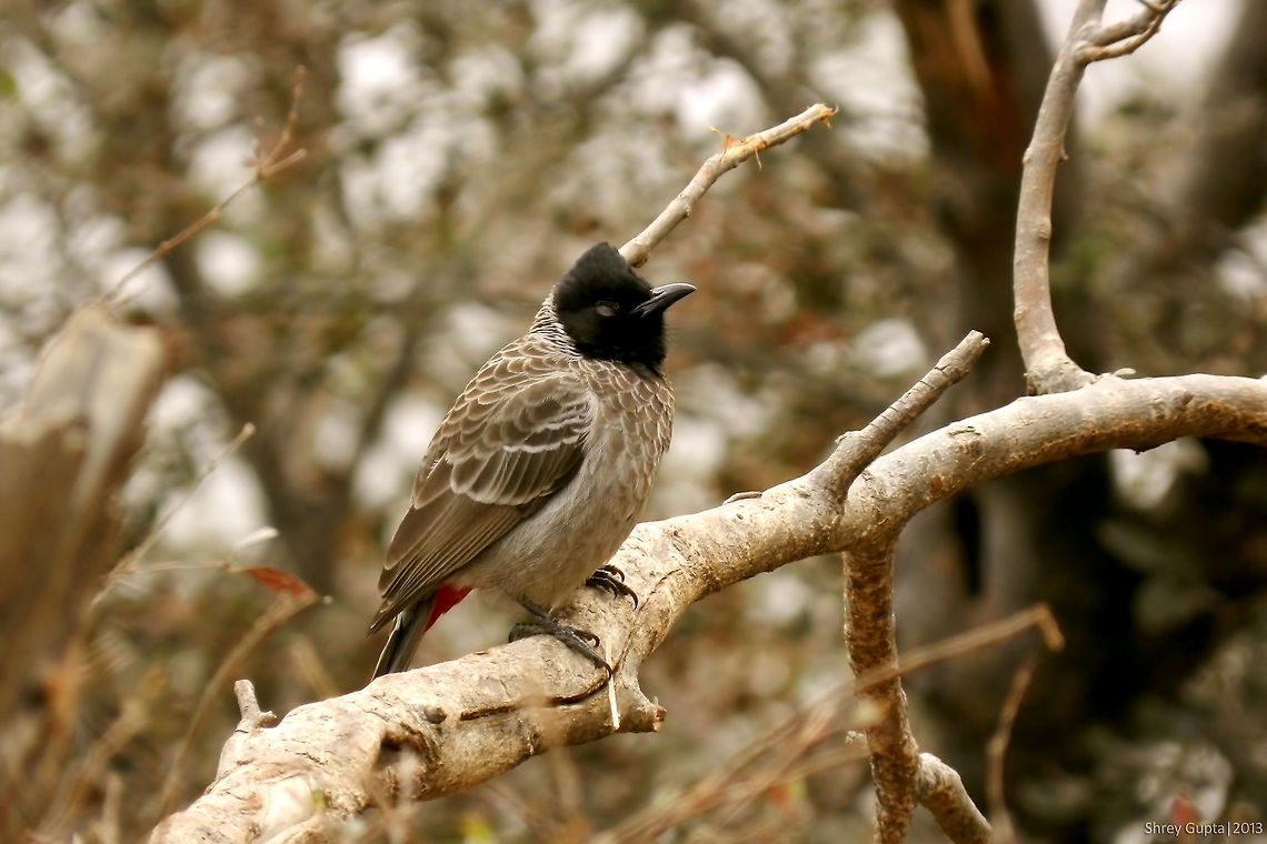 Blink! A Red vented Bulbul with it's eye shut!                                India,Pycnonotus cafer,Red-vented Bulbul,bird,bulbul