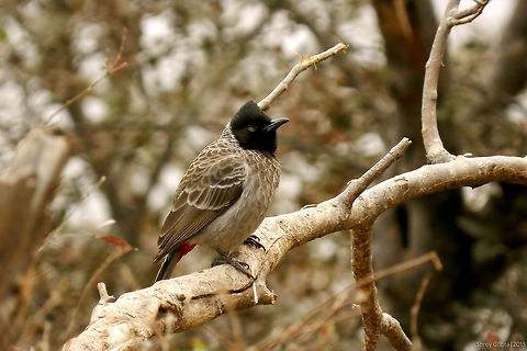 Blink! A Red vented Bulbul with it's eye shut!                                India,Pycnonotus cafer,Red-vented Bulbul,bird,bulbul