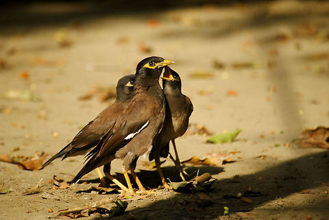 Common Myna three Common Mynas, apparently arguing.... Acridotheres tristis,Common myna