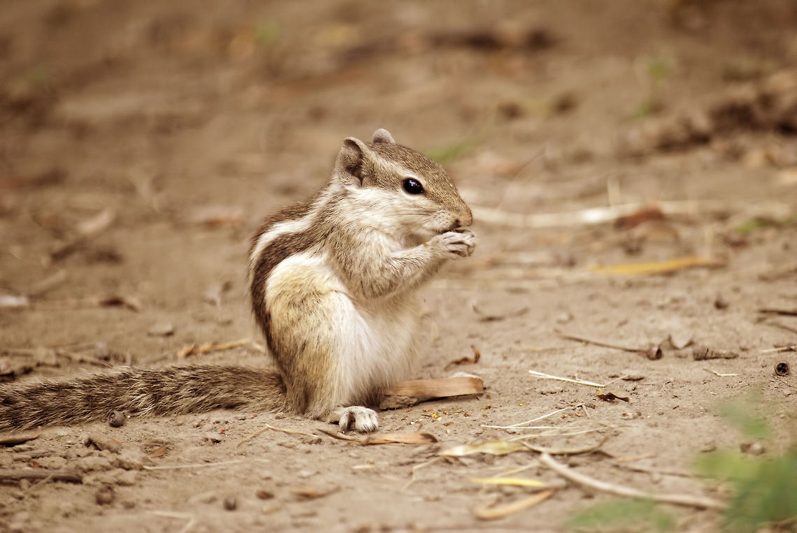 Crunch! An Indian Palm Squirrel having a quick meal! Funambulus palmarum,Indian palm squirrel
