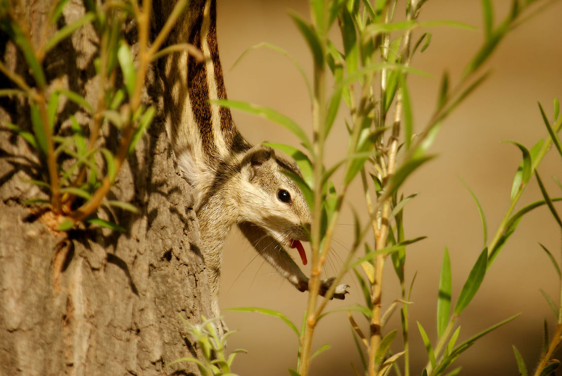 Lick! An Indian Palm Squirrel with it&#039;s tongue out, apparently mocking me! Funambulus palmarum,Indian palm squirrel