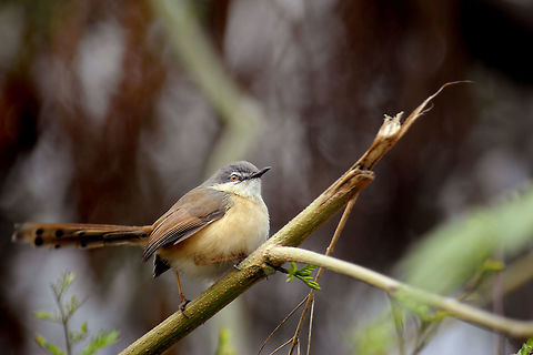 Ashy Pirinia An Ashy Pirinia I found inside bushes! Ashy Prinia,Prinia socialis