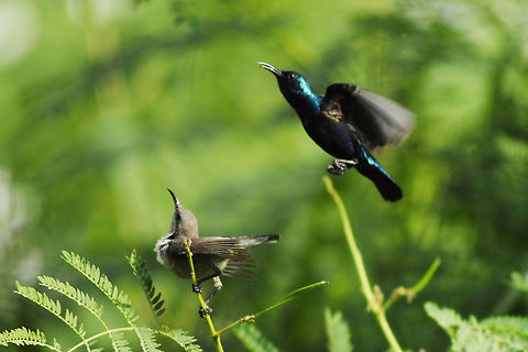 Dance of the Purple Sunbirds A male, and a female purple sunbird in the bushes :D Cinnyris asiaticus,Purple Sunbird,Purple sunbird,nature,sunbirds