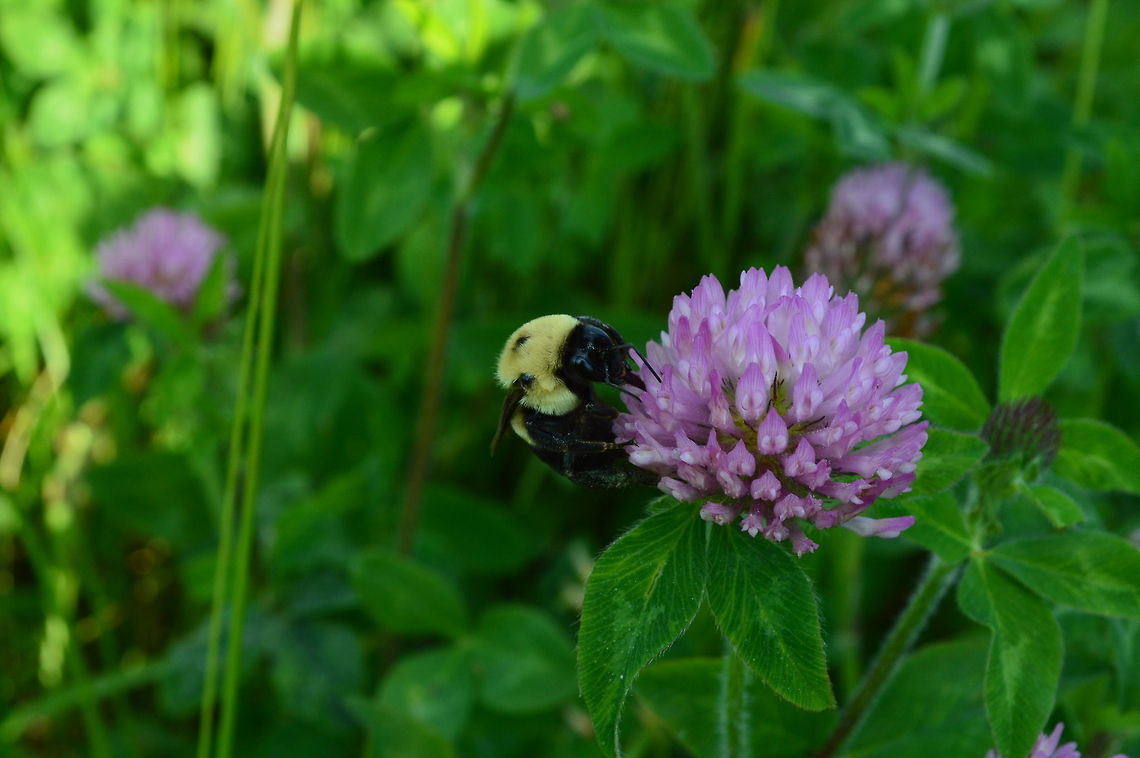bumblebee, digging for sweetheart Humble bumblebee works for the life of the community.<br />
Should he never asked about the duty of serving a sweetheart.  Bombus impatiens,Geotagged,United States