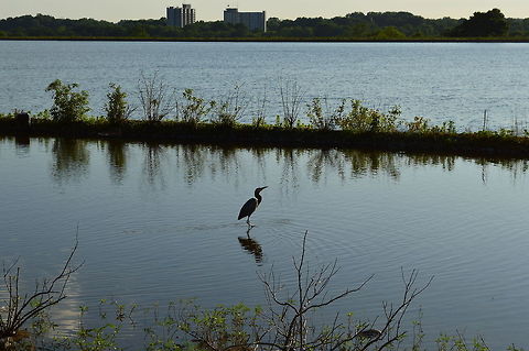 American lonely heron Being lonely is natural, try not to feel it, put your head up.  Geotagged,United States,black heron