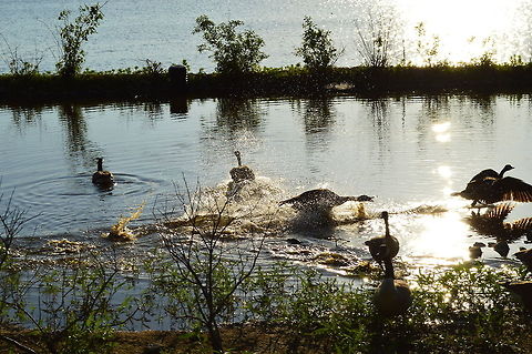 Passion of the twilight For its calmness, the setting sun gives a positive energy to welcome the darkness peacefully.  Branta canadensis,Geotagged,United States