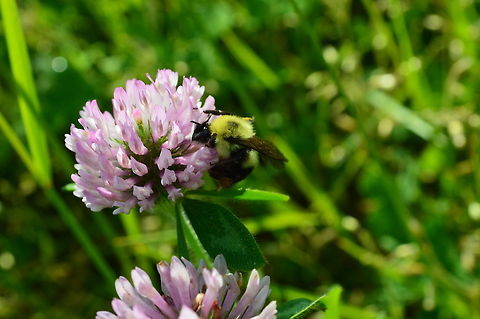 Hunger of the summer Compassion of working in a warm weather.  Bombus impatiens,Geotagged,United States