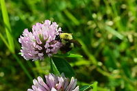 Hunger of the summer Compassion of working in a warm weather.  Bombus impatiens,Geotagged,United States