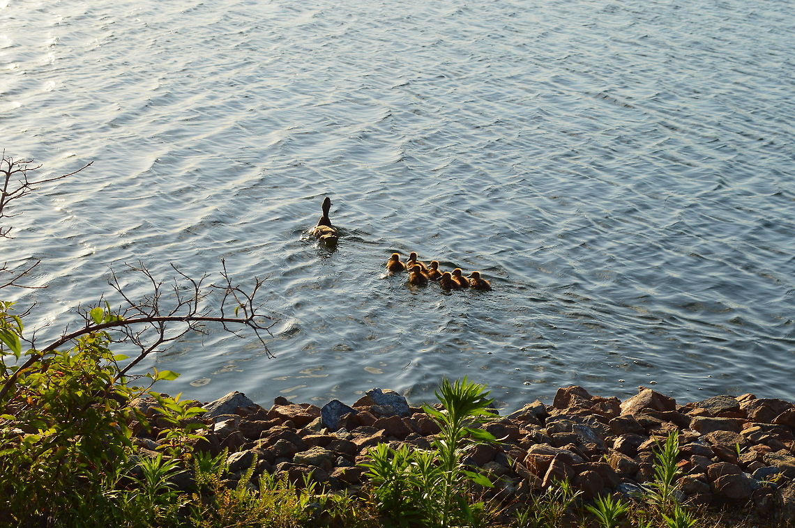 The marching battalion Be born in spring, grow in summer and fly far in winter. Better be well-trained.  Anas platyrhynchos,Geotagged,Mallard,United States