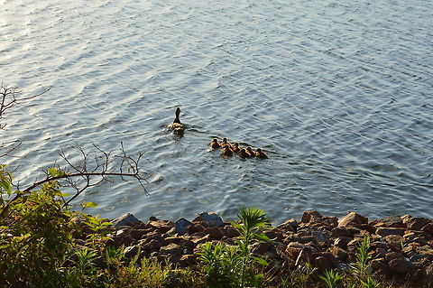The marching battalion Be born in spring, grow in summer and fly far in winter. Better be well-trained.  Anas platyrhynchos,Geotagged,Mallard,United States