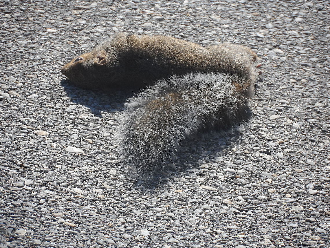 Sunbath of the day Having fun is not always on the trees... it could be in a strange place  Eastern gray squirrel,Geotagged,Sciurus carolinensis,United States