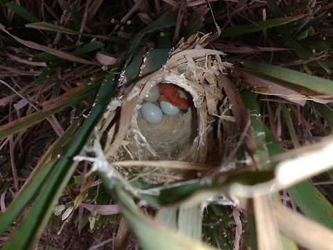 The eldest siblings Javan munia is a small bird that can be easily found in Indonesian archipelago, especially in the rice field. For many times, they are the enemy of farmers, since these birds feed on paddies. In Bali, like in other part of Indonesia, farmers and their family will take turn guarding their rice field from the attack of the birds. In a particular season, the number of these birds can threaten the harvest.  Geotagged,Indonesia,Javan munia,Lonchura leucogastroides