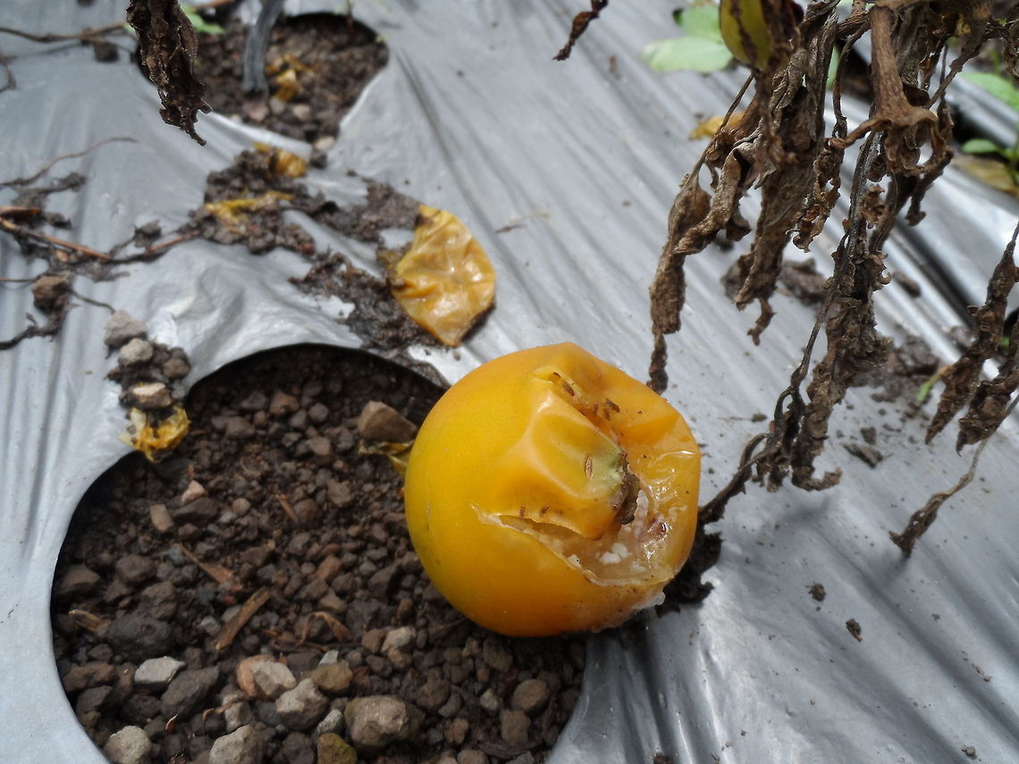 The rotten harvest Being a Tomato farmers in Bali means having a fifty fifty possibility to get either good or bad harvest. Market price is also unpredictable.  Geotagged,Indonesia,Solanum lycopersicum,Tomato