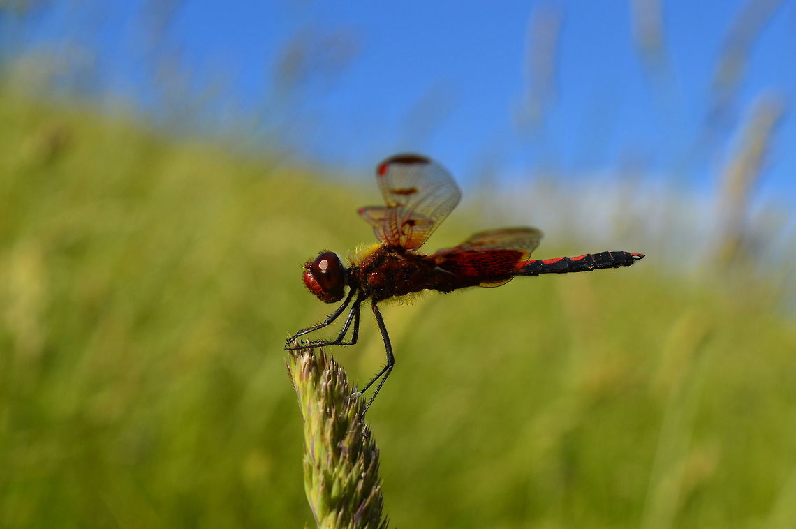 Time to take off A dragon is not a fly<br />
neither a fly is a dragon,<br />
Tell me how come a dragonfly be a dragonfly,<br />
when she neither a dragon nor a fly.  Anisoptera,Calico Pennant,Celithemis elisa