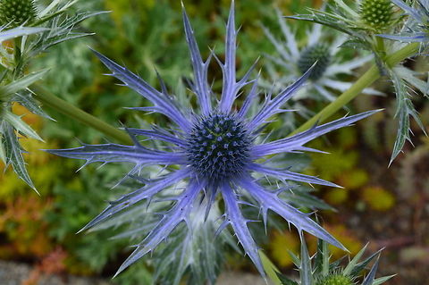 Thorny blue Being blue could bring danger like thorns, yet to others, it may look wonderful.  Amethyst sea holly,Eryngium,Eryngium amethystinum,Geotagged,United States