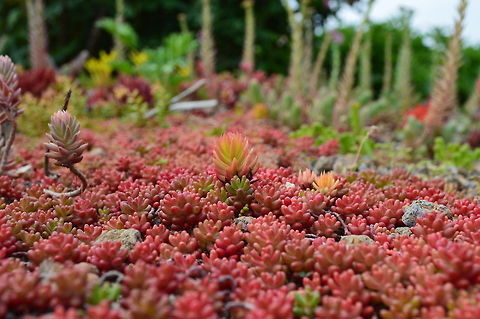 Beautiful garden floor. Coral carpet is a very good plantation to make the floor of the garden. Especially when there is no much shade around. Combination with little rocks will make it even more beautiful.  Geotagged,Sedum album,United States