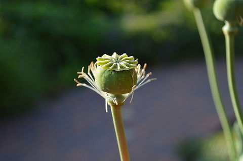 The Crown  Geotagged,United States