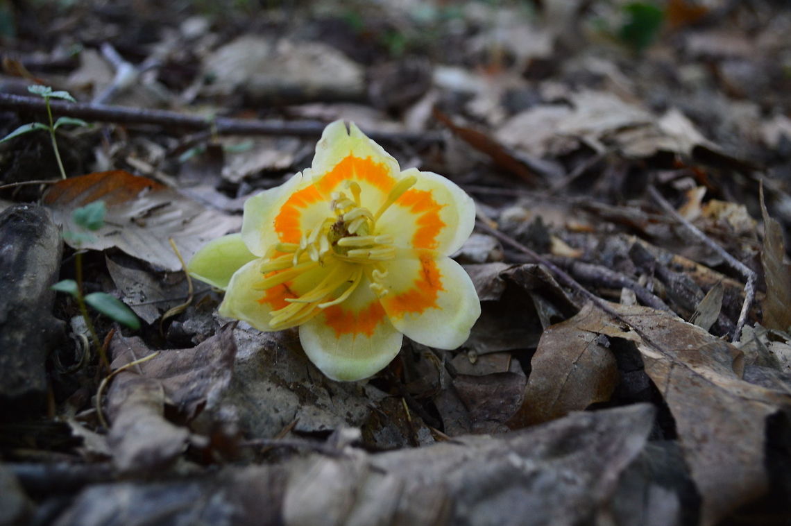 Fall of the beauty of youth.  Geotagged,United States