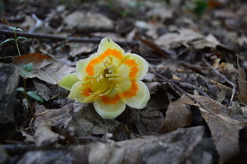 Fall of the beauty of youth.  Geotagged,United States