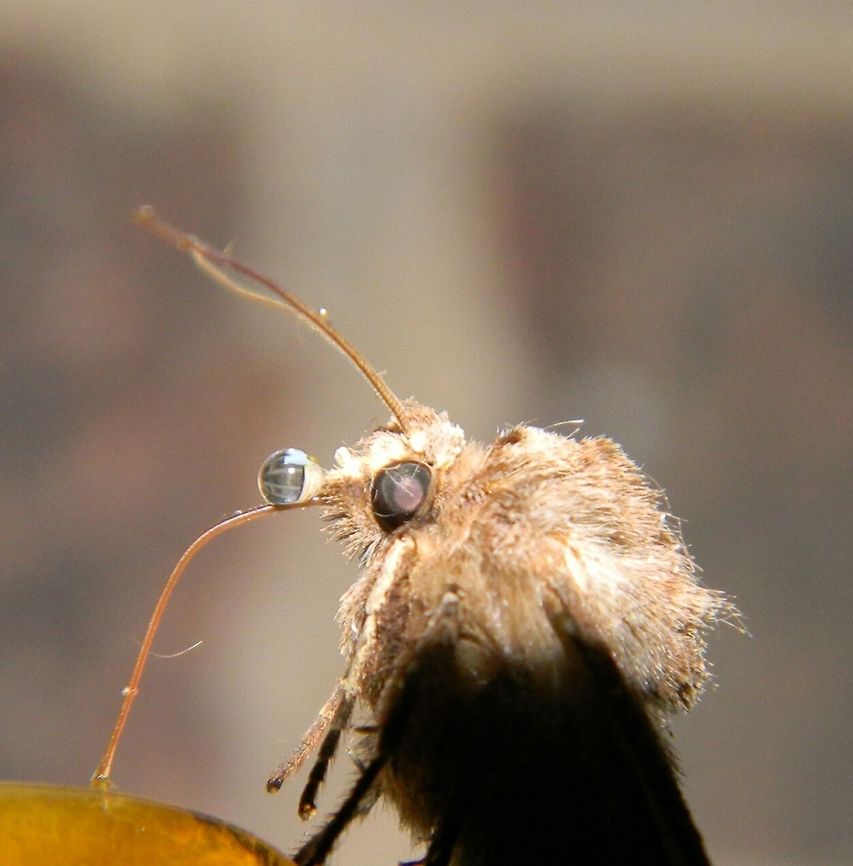 Heart & Dart Moth feeding Moth feediing with a leaky Proboscis.  Agrotis exclamationis,Heart and Dart,feeding,moth
