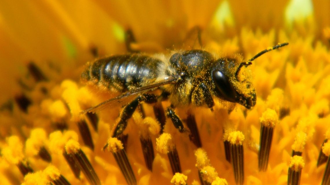Solitary Bee  Geotagged,United Kingdom