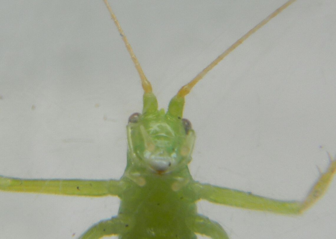 Hello Cricket