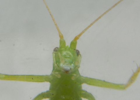 Hello Cricket