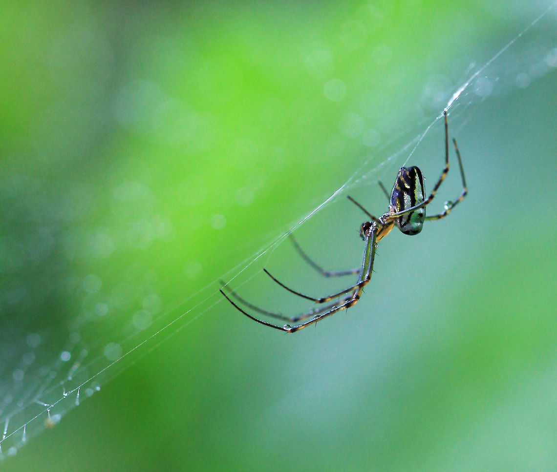 Jungle_Dragon  Australia,Geotagged,Leucauge granulata