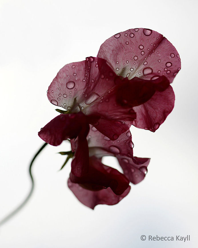 Reminds me of you This is my Nans favourite flower and I took it one morning in her garden just before I left to go travelling. A beautiful flower for a beautiful lady.<br />
100mm macro, f/2.8, 1/8000s, ISO 100 Geotagged,Lathyrus odoratus,Sweet pea,United Kingdom