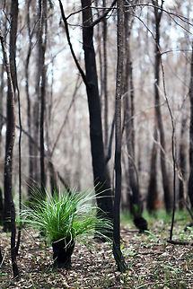 Regeneration "Leaves, they grow in shapes and sizes,
Watch this new life as it rises!
And, just hear, it keeps on going,
Soon new stems and leaves are showing." grass,spring,trees
