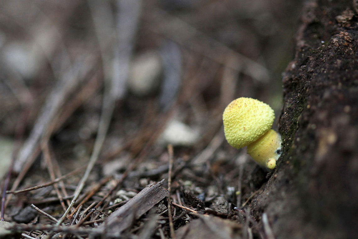 Jungledragon_8750  Australia,Geotagged,Leucocoprinus birnbaumii