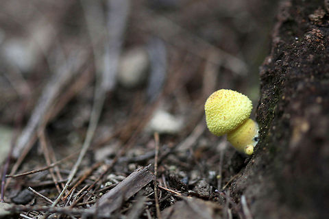Jungledragon_8750  Australia,Geotagged,Leucocoprinus birnbaumii
