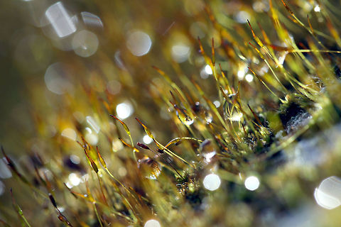 Shimmering droplets  Geotagged,United Kingdom,moss