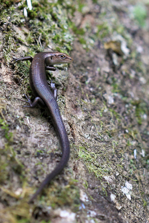 I have got my eye on you  Australia,Geotagged,penny lizard,skink