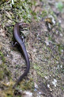 I have got my eye on you  Australia,Geotagged,penny lizard,skink