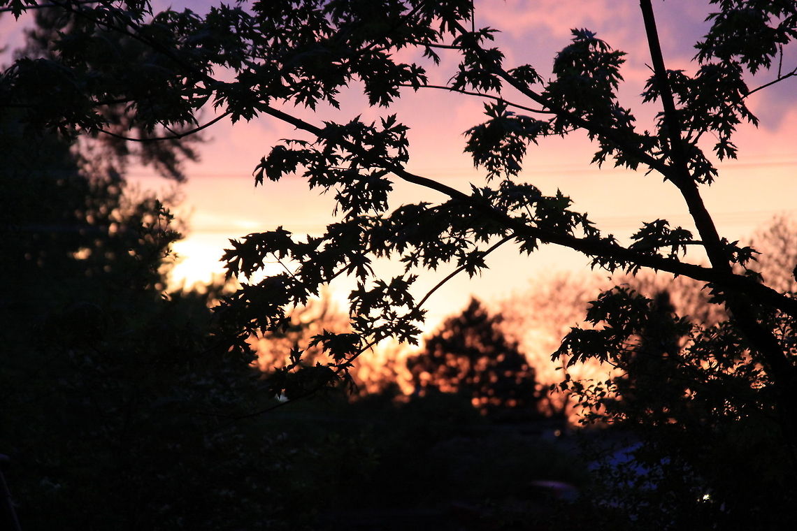 Tree Frame Looking into the sunset through a frame of trees. Acer saccharinum,Geotagged,Silver Maple,United States