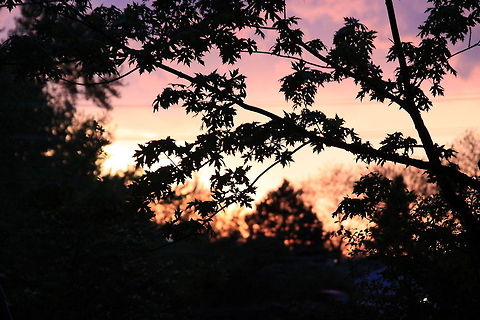 Tree Frame Looking into the sunset through a frame of trees. Acer saccharinum,Geotagged,Silver Maple,United States