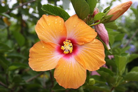 Flower of Paradise While in Disney World in Florida, USA I was able to capture this beautiful flower in its natural habitat. I am not quite sure of the species of the flower, but it sure is beautiful. Chinese hibiscus,Disney World,Florida,Geotagged,Hibiscus rosa-sinensis,United States