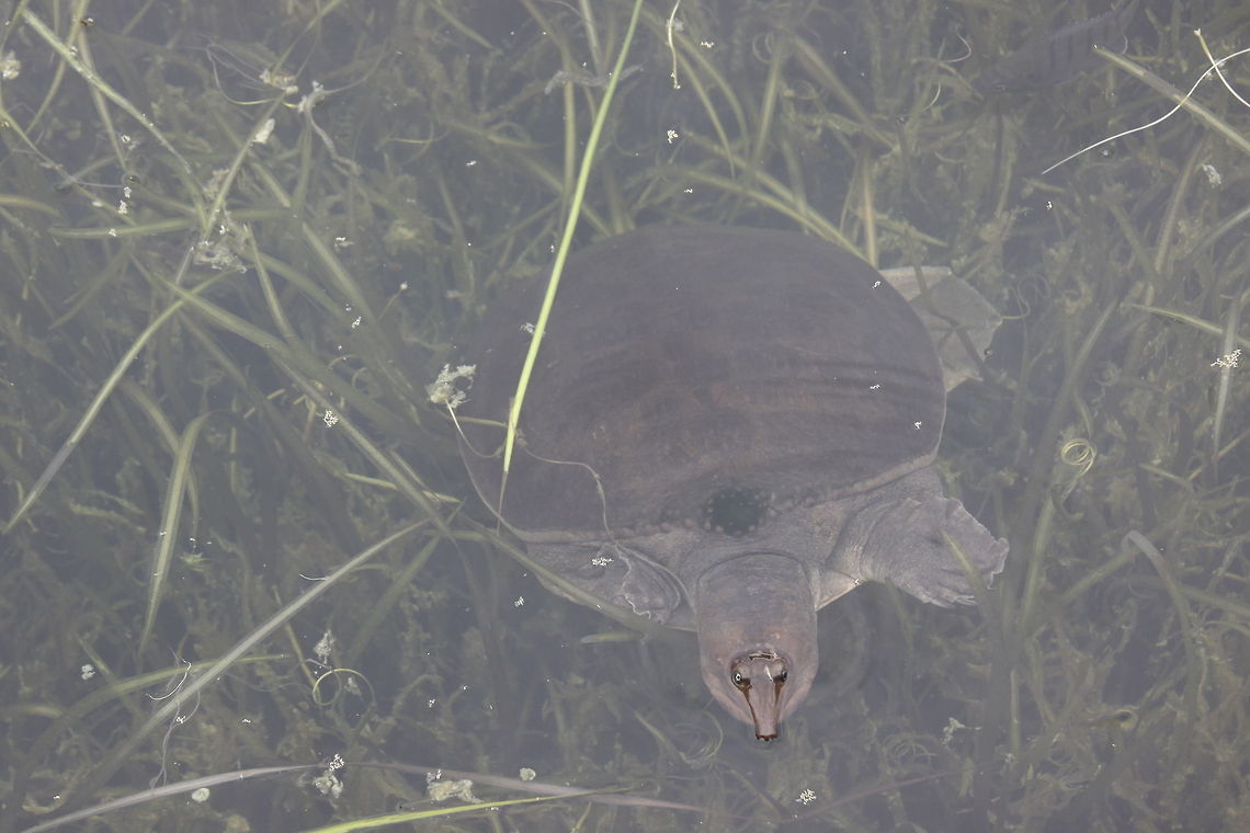 Lone Turtle When you see something bobbing its head up in a lake in Florida, you just have to take a closer look. That&#039;s exactly what I did, only to see this little guy. Apalone ferox,Disney World,Florida,Geotagged,United States,florida softshell turtle