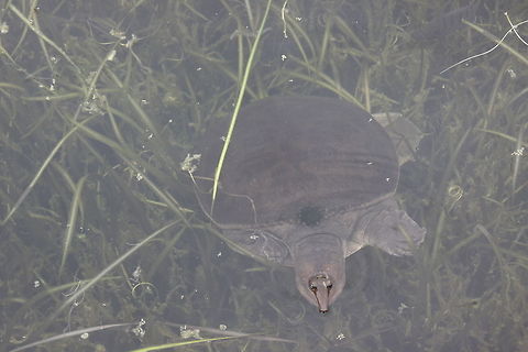 Lone Turtle When you see something bobbing its head up in a lake in Florida, you just have to take a closer look. That's exactly what I did, only to see this little guy. Apalone ferox,Disney World,Florida,Geotagged,United States,florida softshell turtle