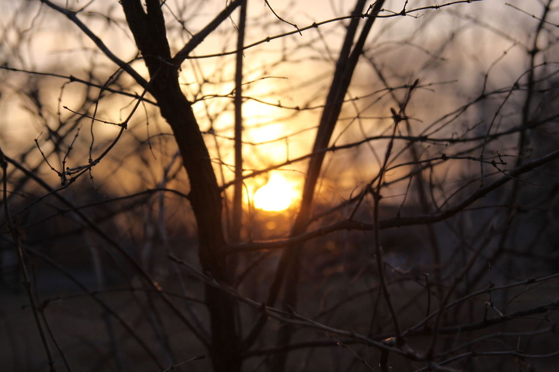 Through the Bush I really liked how the sun was peaking through the branches. I tried to capture the moment the best I could in an artsy way. Geotagged,Sunset,USA,United States,United States of America,bush,sun,tree