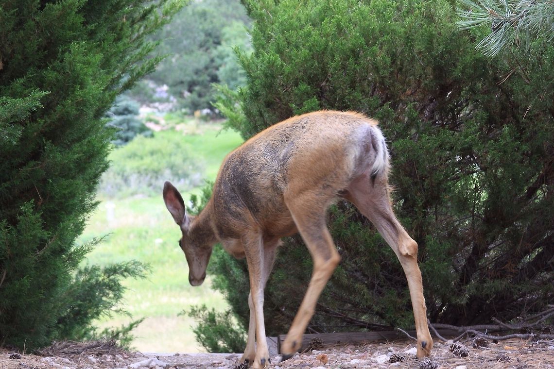 Escape Route While visiting Colorado, I was able to capture this Doe peeking through an opening to find a way into the valley. Colorado,Geotagged,Mule Deer,Odocoileus hemionus,Parker Colorado,United States,deer