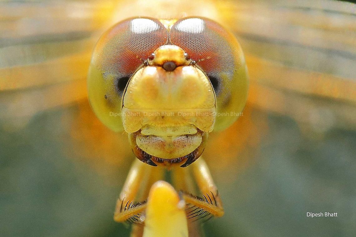 Dragonfly face  Dragonfly