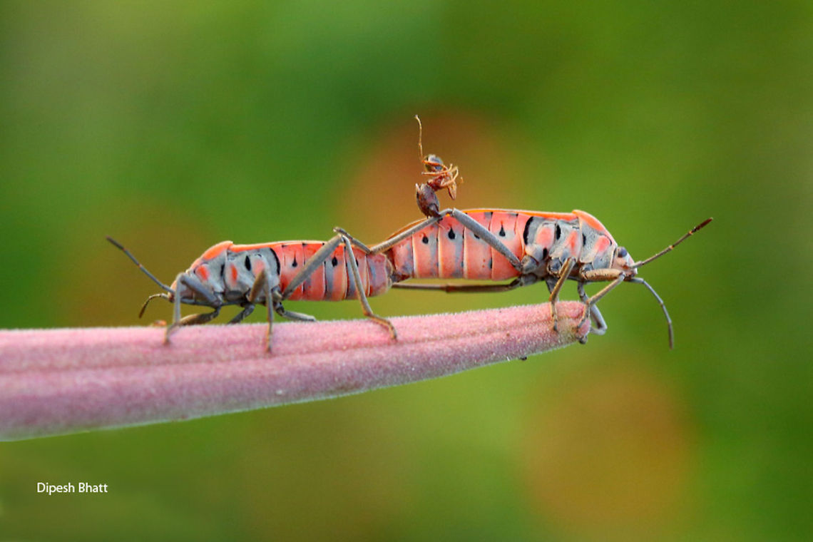 Small Milkweed Bug, Lygaeus kalmii